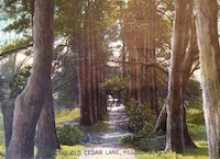 Eastern red cedar between Margaret Lane and West King Street