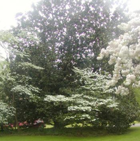 Southern magnolia on East Queen Street