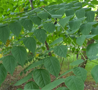 Kentucky coffeetree on Riverwalk