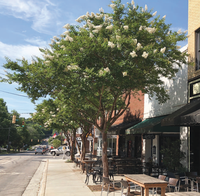 Natchez crepe myrtles on Churton Street