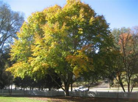 American beech on East Queen Street