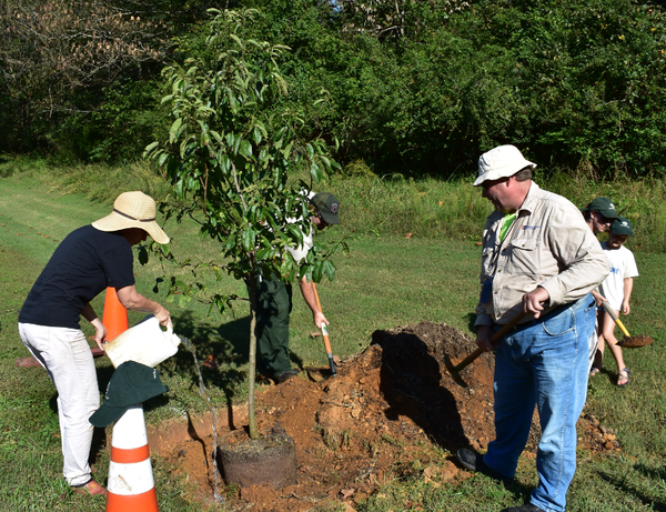 Image of the Tree Board planting a tree
