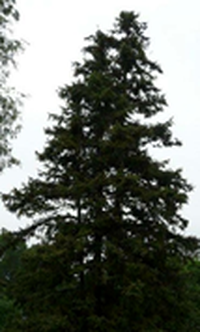 China fir on St. Mary's Road