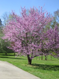 Eastern redbuds on West Queen and Nash and Kollock streets