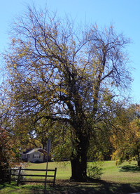 Osage orange on Churton Street