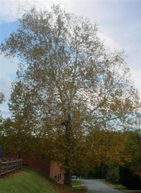 American sycamore on North Hassell Street