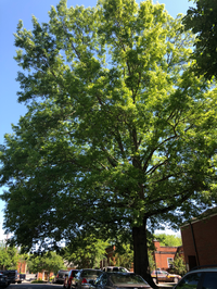 Southern red oak on Court Street