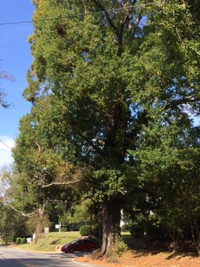 Willow oak on northeast corner of King and Wake streets