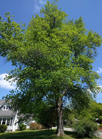 Red maple on East Queen and Thomas Ruffin streets