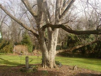 Pecan on West Tryon Street