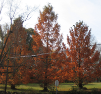 Dawn redwood grouping on Churton Street