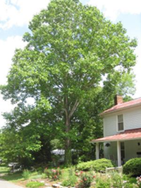 Tulip poplar on West Margaret Lane